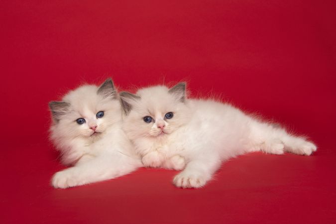 Two cute ragdoll kittens with blue eyes lying down together on a red background