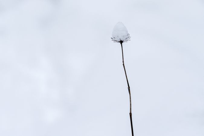 The remains of flower stems and a snow on a Bog Labrador Tea plant at Sax-Zim Bog in Minnesota