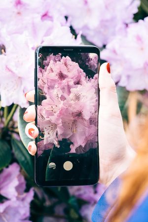Woman picturing blooming flowers