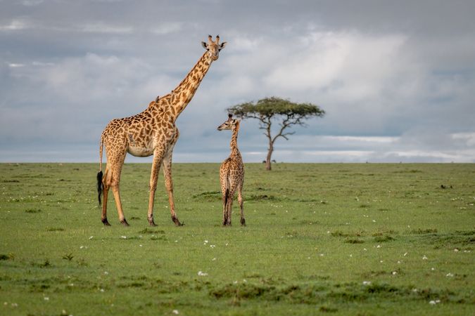 Giraffe and an offspring in nature