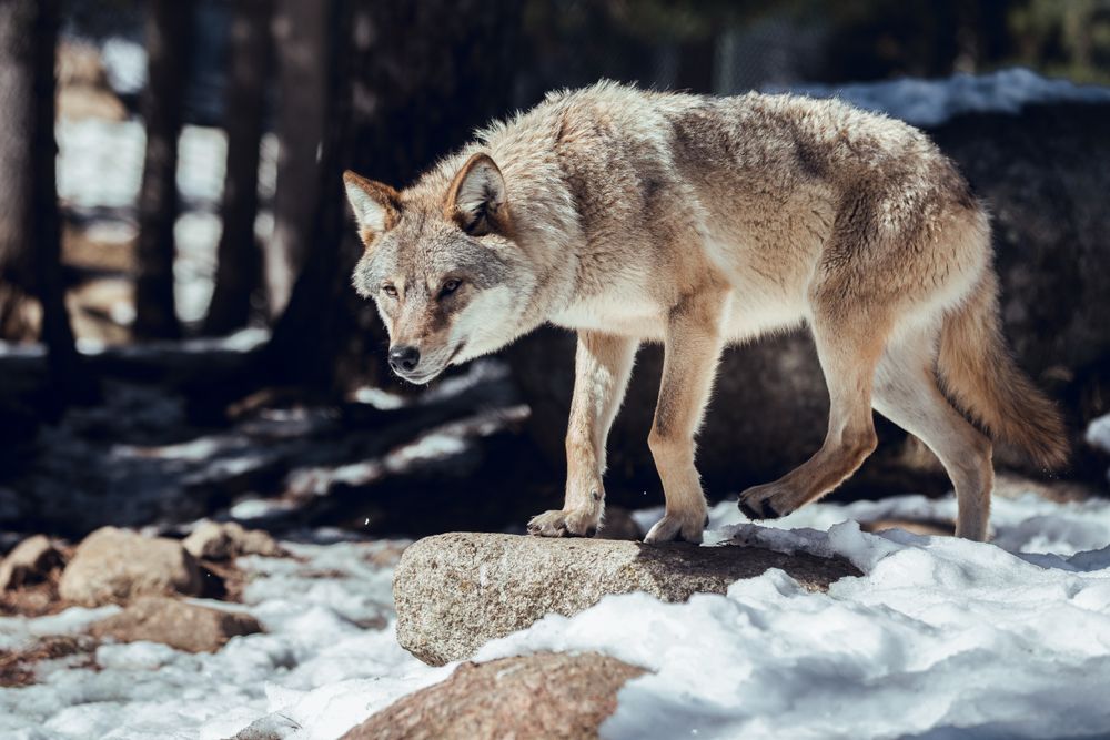 Wolf on hill near stones and snow