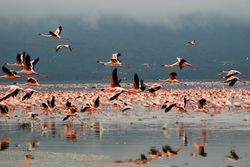 Flock of flamingos flying over the lake