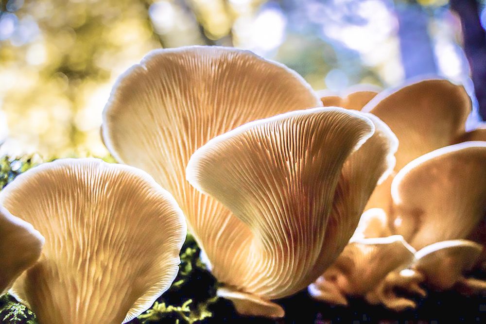 Close up of chanterelle mushroom details