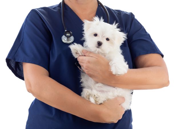 Female Veterinarian with Stethoscope Holding Young Maltese Puppy