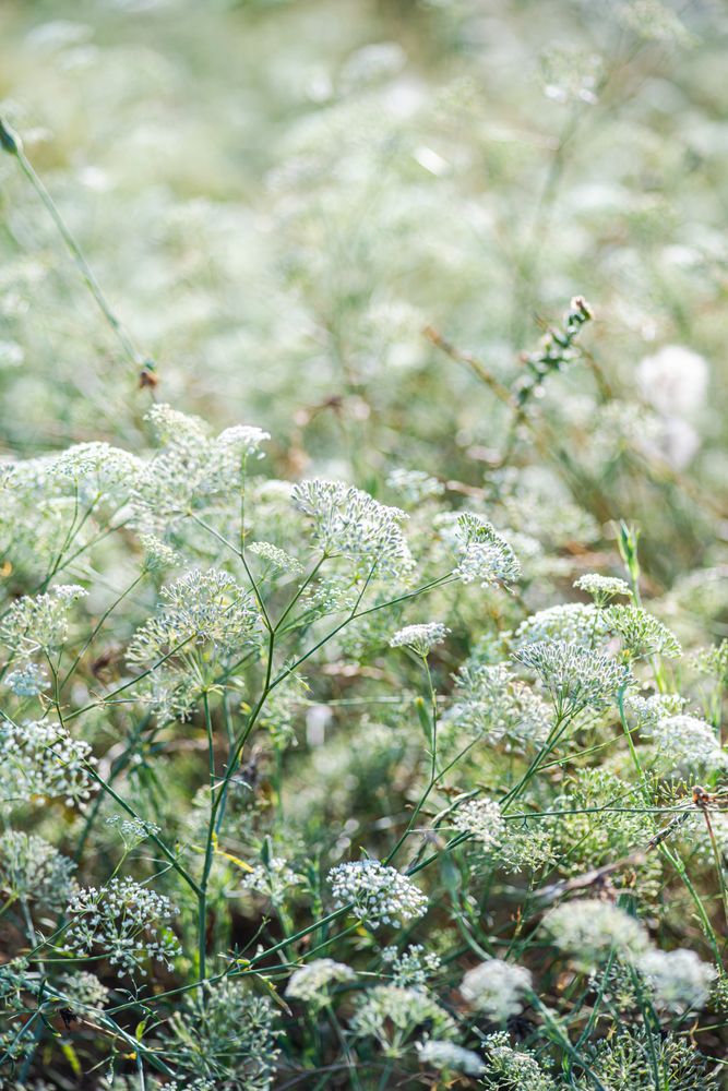 Flowering Gypsophila paniculata or panicled baby's-breath flowers