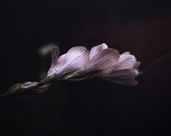 Side view of veins on a pink flower