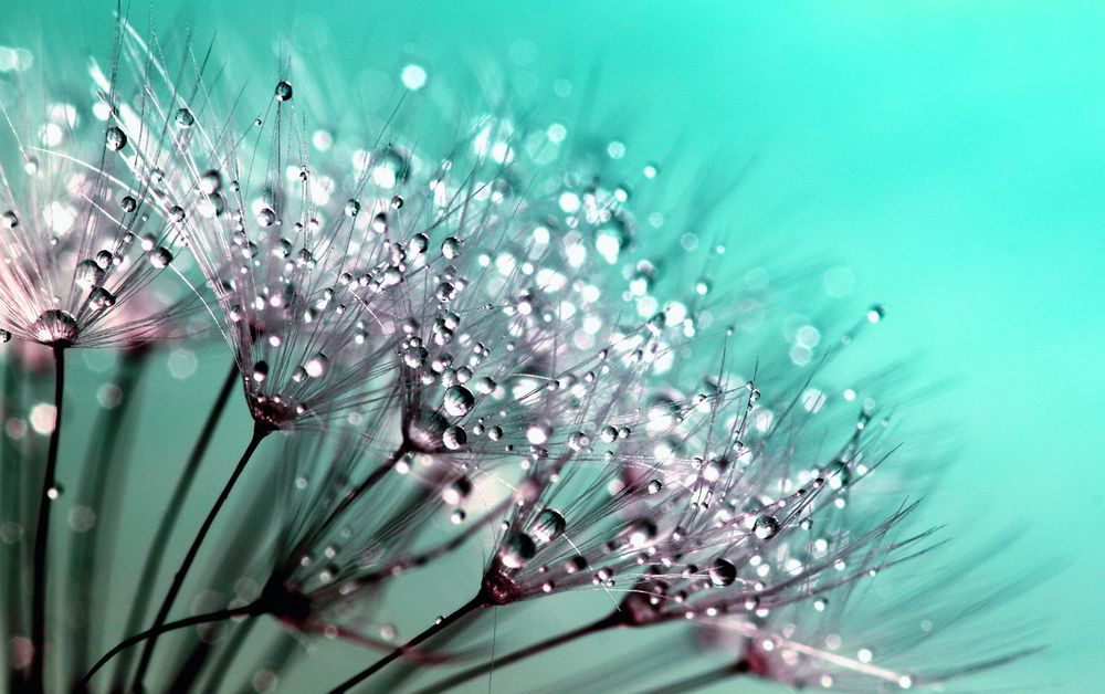 Dewdrops over dandelions