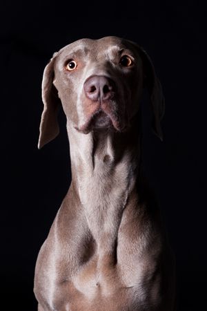 Amazing dog staring at camera