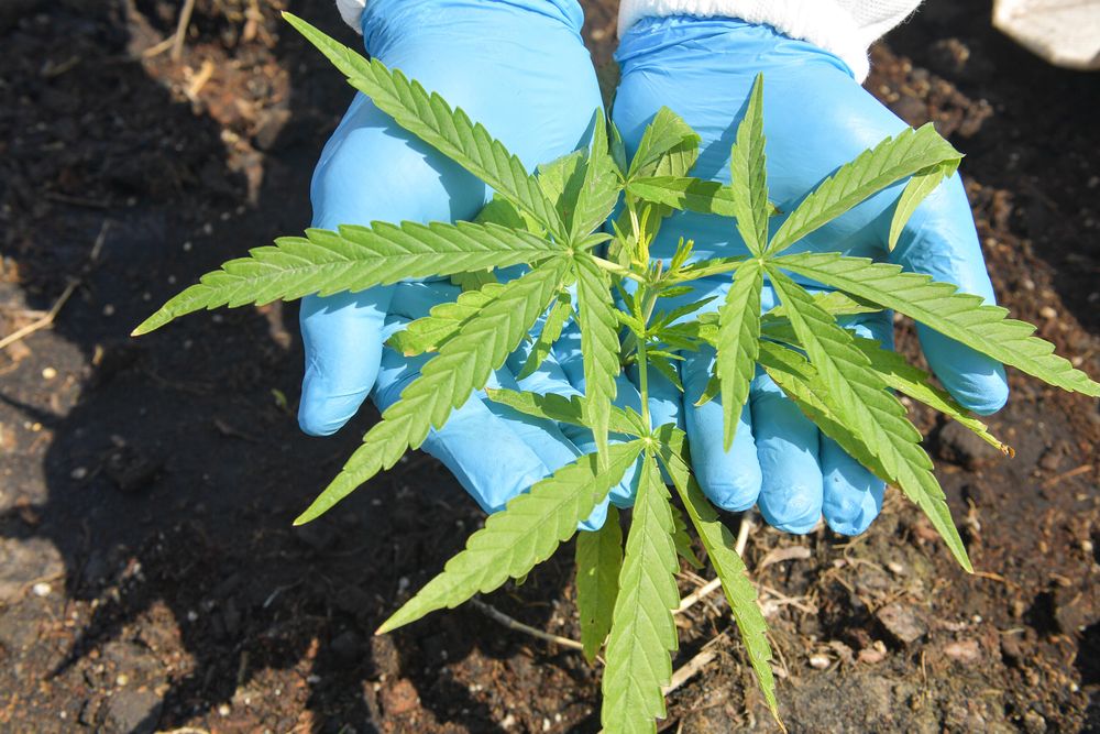 Person holding weed plant in their hands