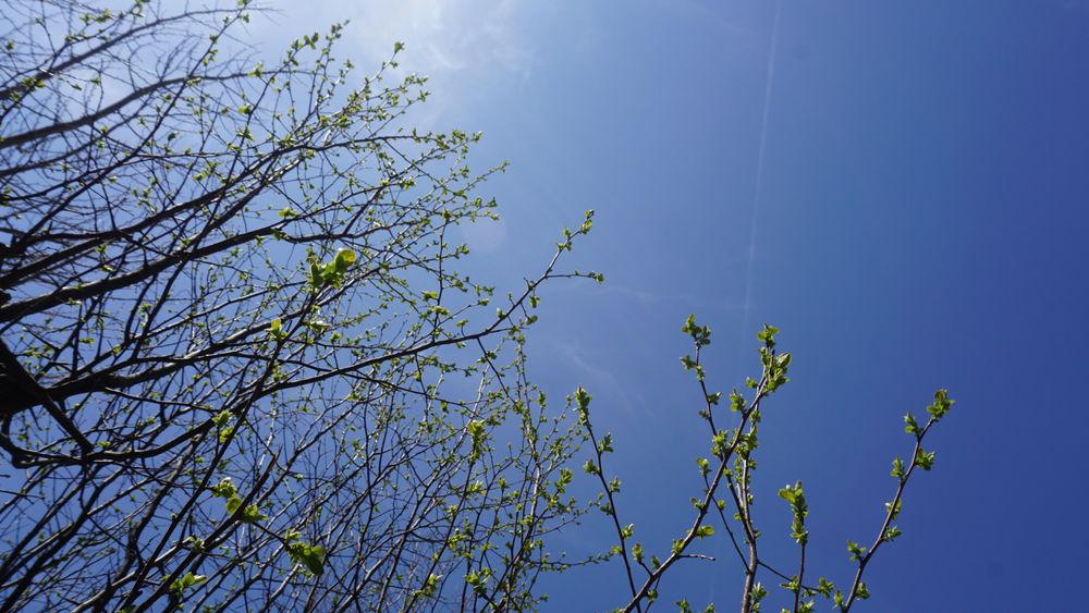 Sprout and blue sky
