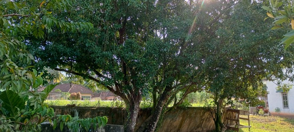 Sapodilla Trees In The Afternoon