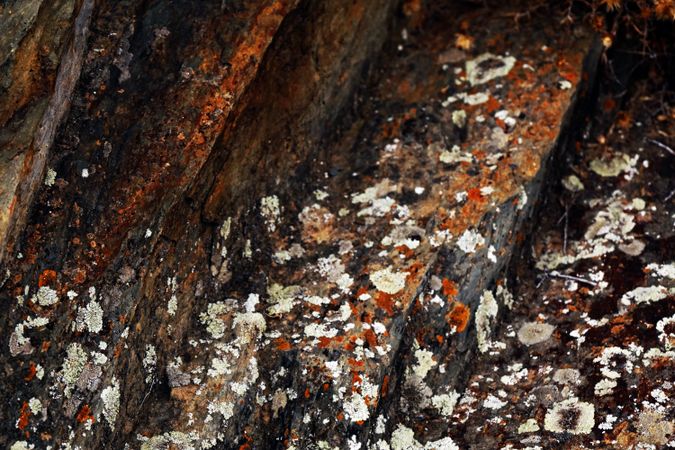 Texture of natural lichen on tree bark