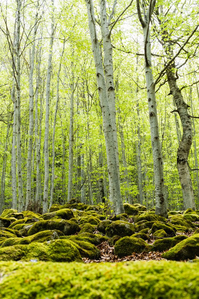 Deep forest with tall trees covered by moss