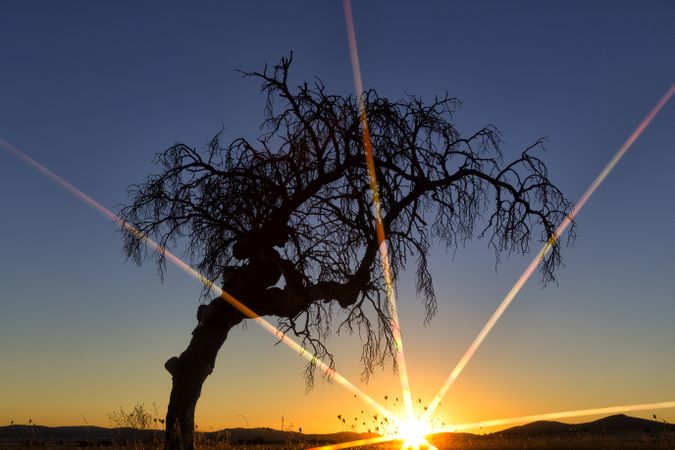 Sun glowing through tree