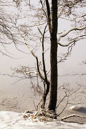 Leafless trees in winter countryside