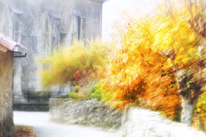 Golden trees alongside promenade in sunlight
