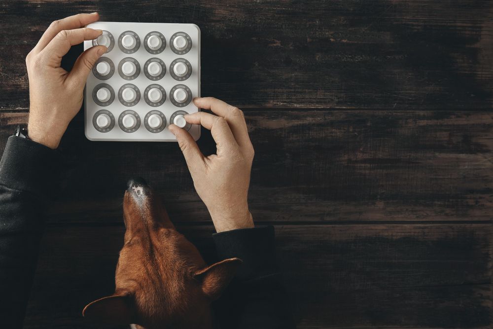 Top view two hands twisting knobs on wireless midi mixer control with dog