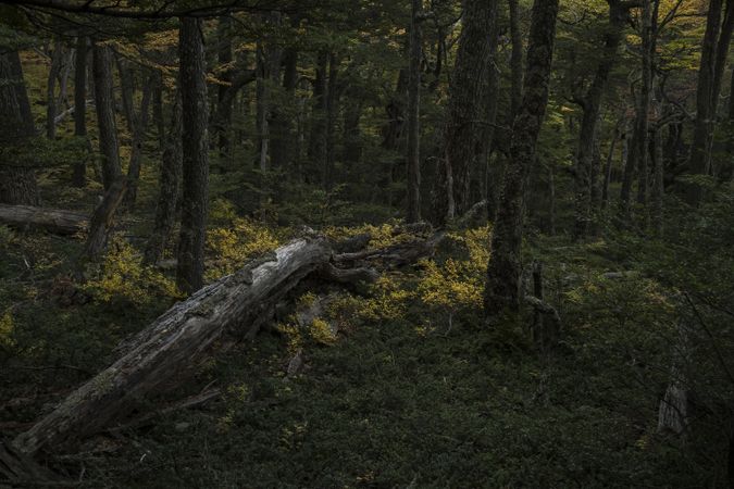 Tree trunk fallen in forest