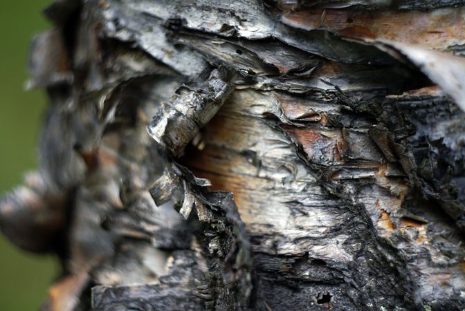 Cork on birch in forest