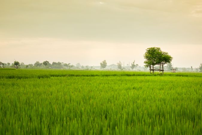 Lush green field on misty day in Indonesia