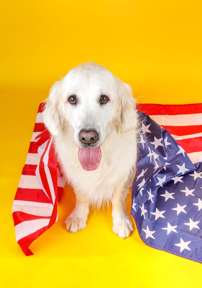 dog covered with American flag