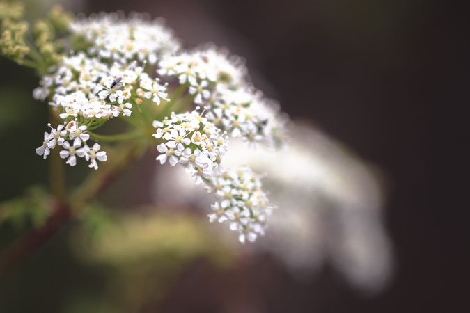 Side view of queen’s Anne’s lace flowers with selective focus