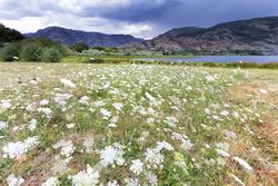 Blooming meadow on coast of lake in mountain range