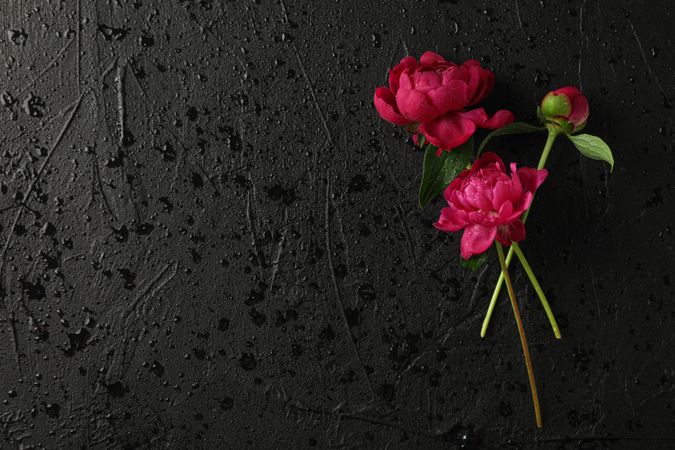 Beautiful peonies on dark background with water drops, space for text