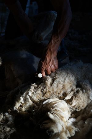 Crop man shearing sheep in barn