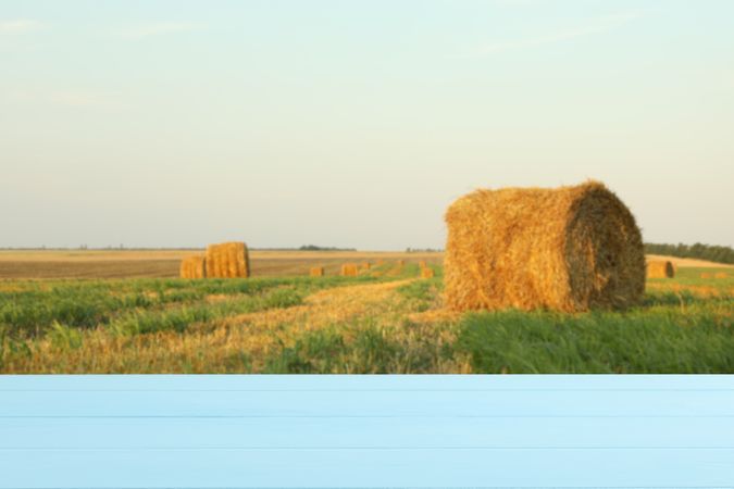 Blue wooden table against field with straw rolls. Agriculture concept. Mockup