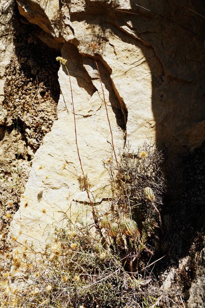 Dried grass near stone in nature
