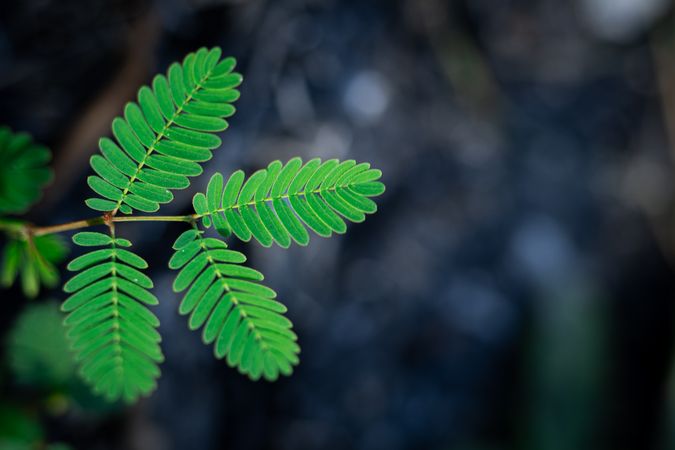 Shameplant leaves