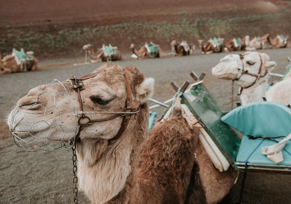 Camels resting near hill