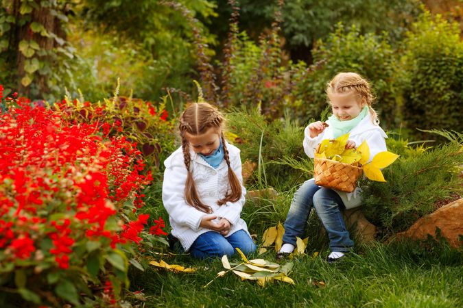 Two young blonde girls collecting autumn leaves among red flowers