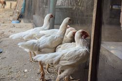 Flock of chicken looking through netting