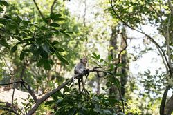 Monkey in Bali