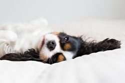 Cavalier spaniel lying in light sheets