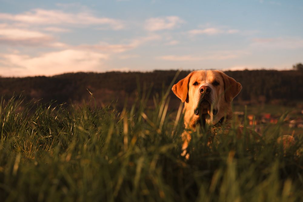 Dog between field and blue sky