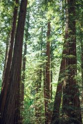 High green trees in forest in summer