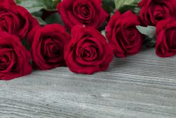 Close up of a lovely red rose on weathered wood background