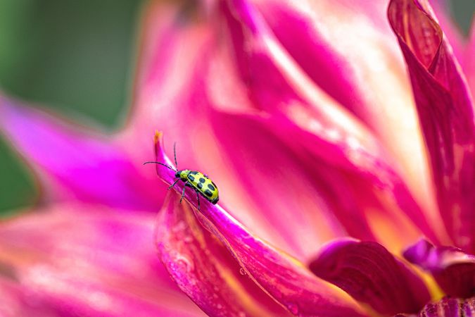 Close up of yellow bug on bright pink dahlia flower