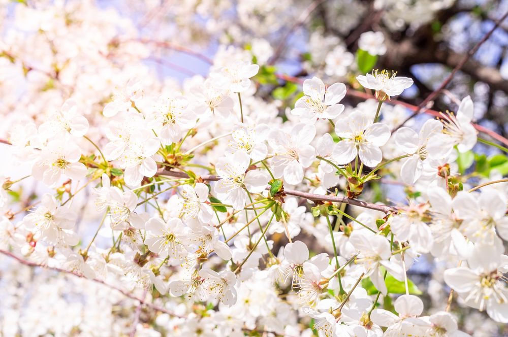 Pink cherry blossom in bloom