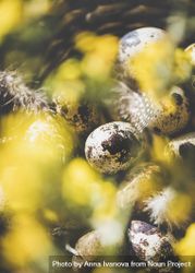 Quail eggs with feather and yellow flowers in basket, close up, selective focus 5akj8b