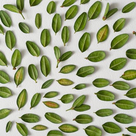 Pattern of leaves on light background