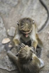 Macaques searching for bugs in fur