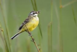 Wild bird on twig between plants