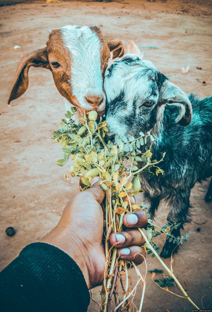 Hand giving grass to two goats
