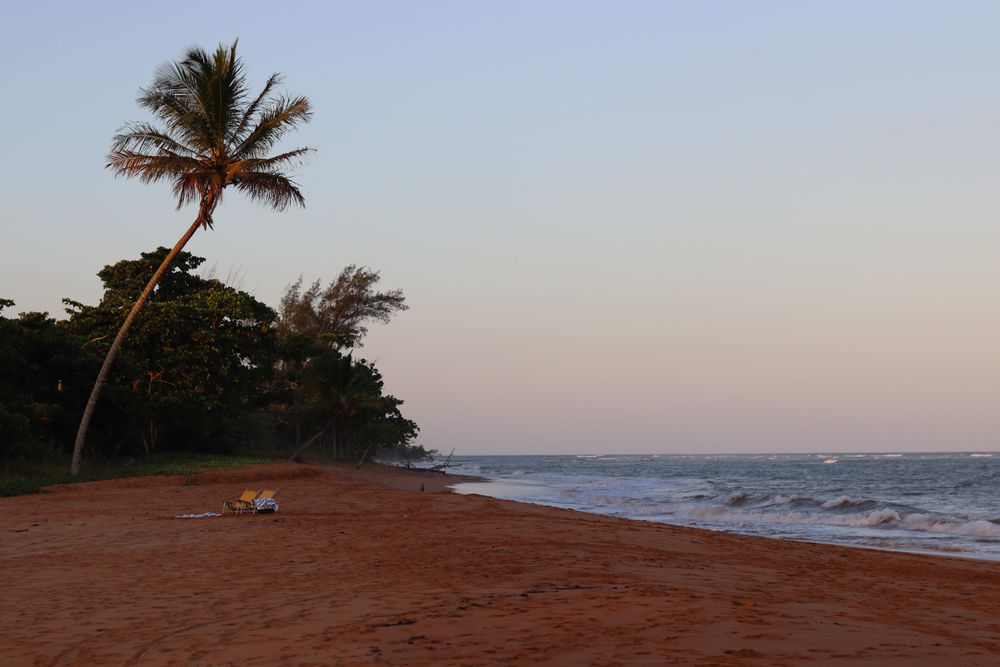 Palm trees by waterside at sunset
