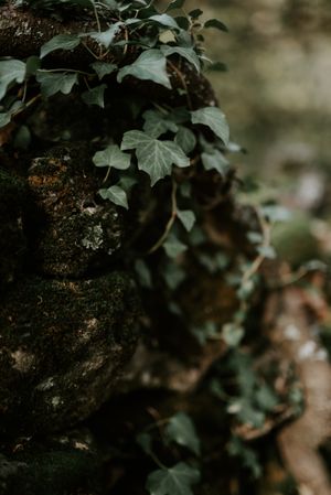 Ivy on tree trunk
