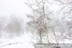 Cold wintry forest on snowy day in Caucasus mountains 0Wwgp0